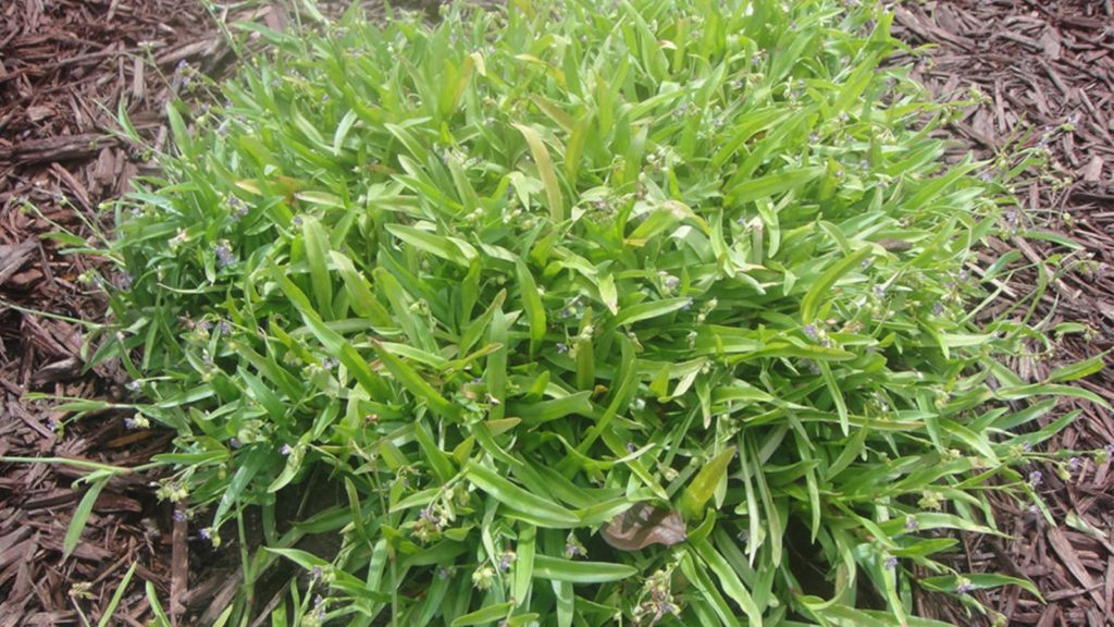 Top Close Up Of Doveweed Mulch