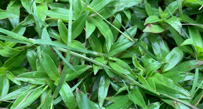Weed Doveweed