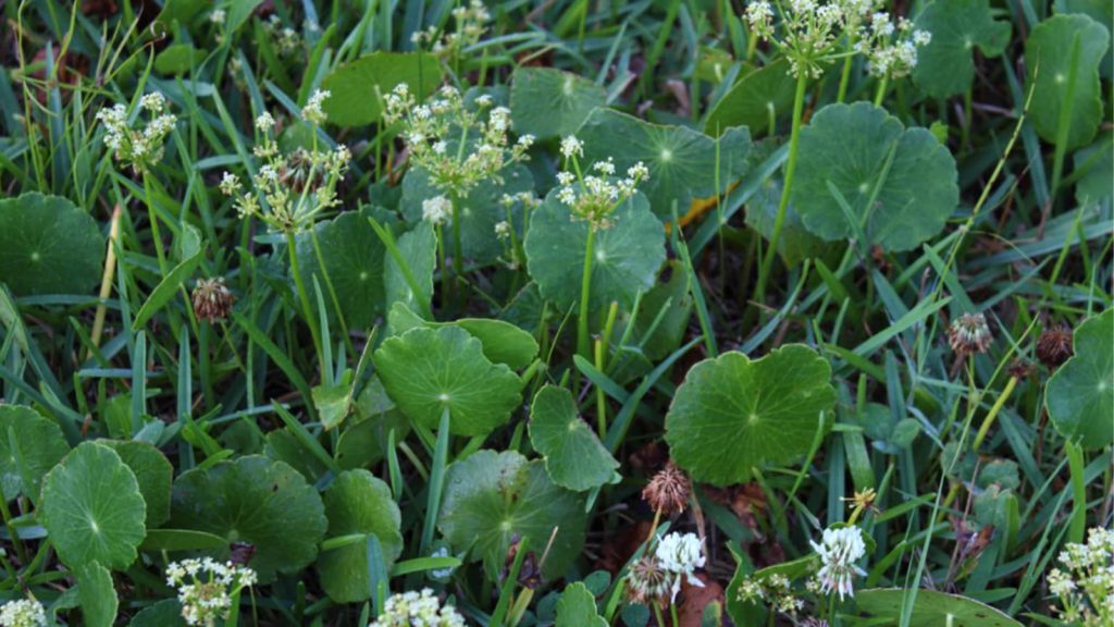 dollar weed close up in grass