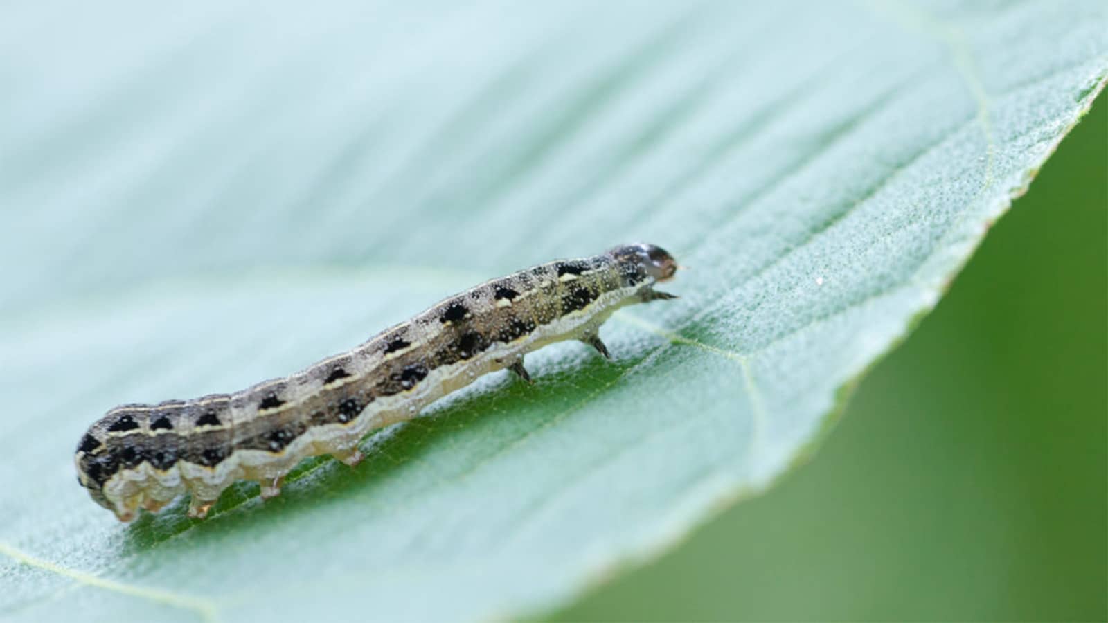 Cutworm Close Up