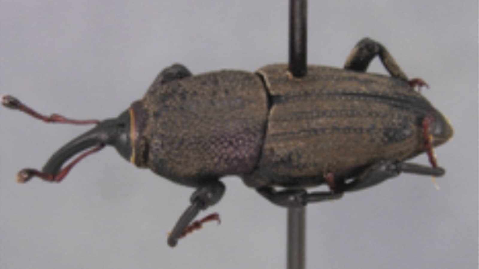 Clos Eup Of Bluegrass Billbug On Pole