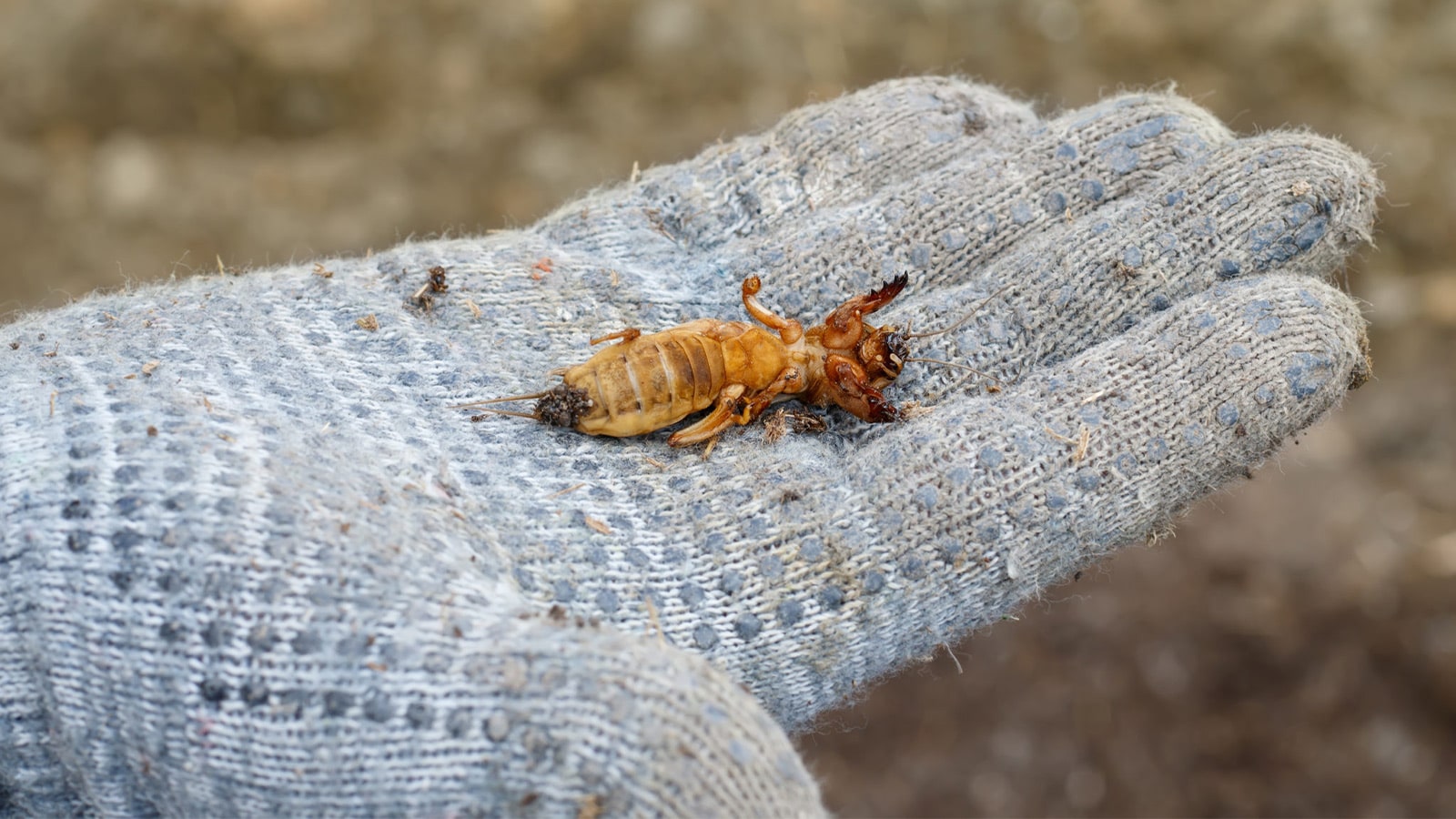 Mole Cricket In Hand With Glove