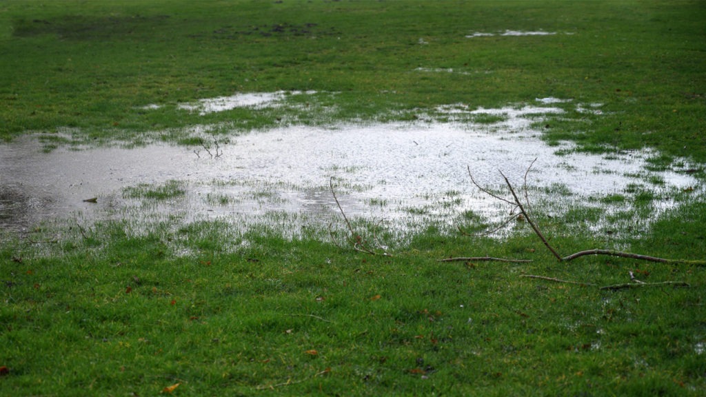 A Lot Of Standing Water In Green Grass