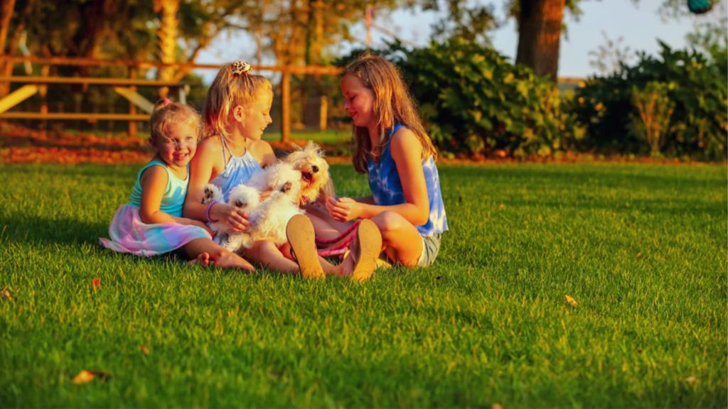 Kids Playing With Dog On Empire Zoysia Grass Lawn