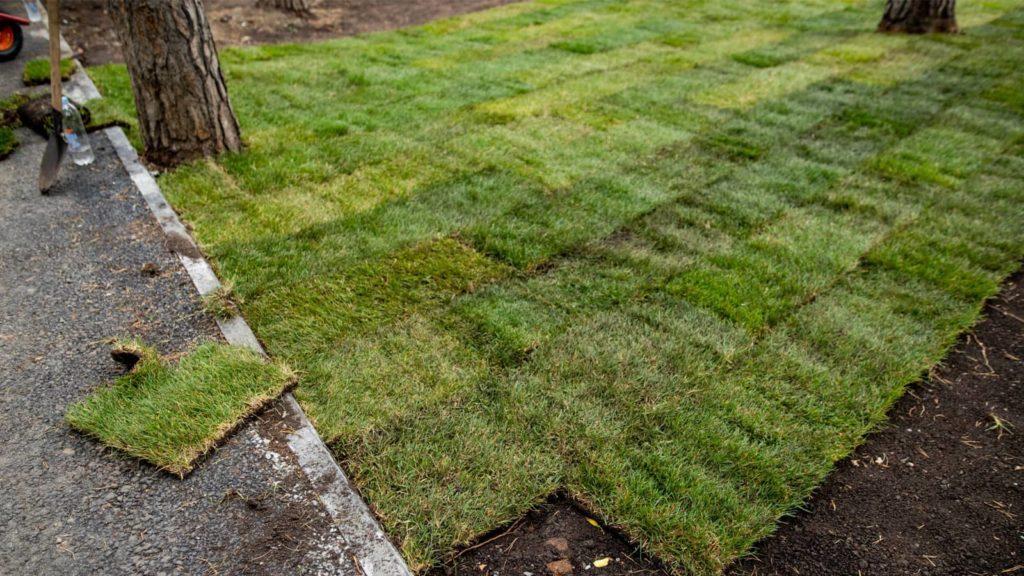 Sod Installation New Lawn