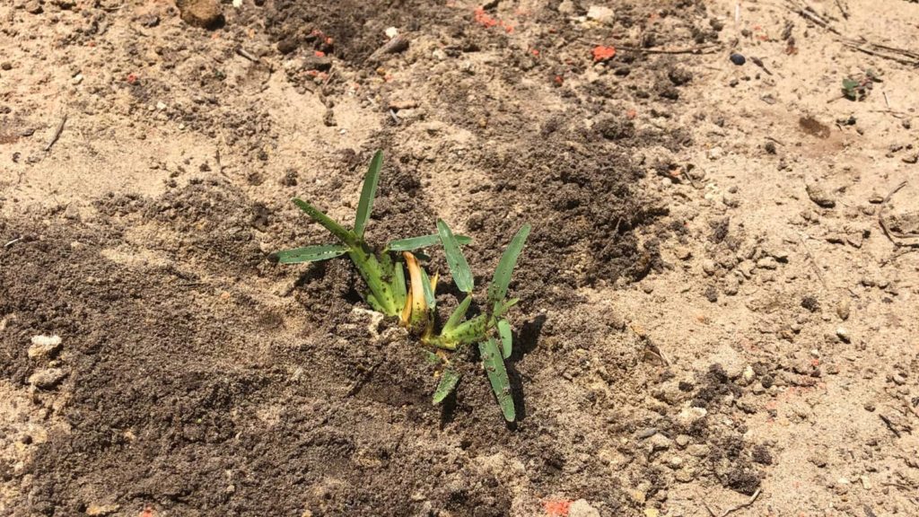 Citrablue St Augustine Grass Plug Planted