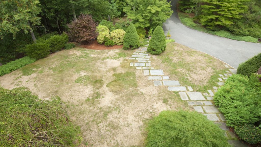 Lawn With Disease Fungus