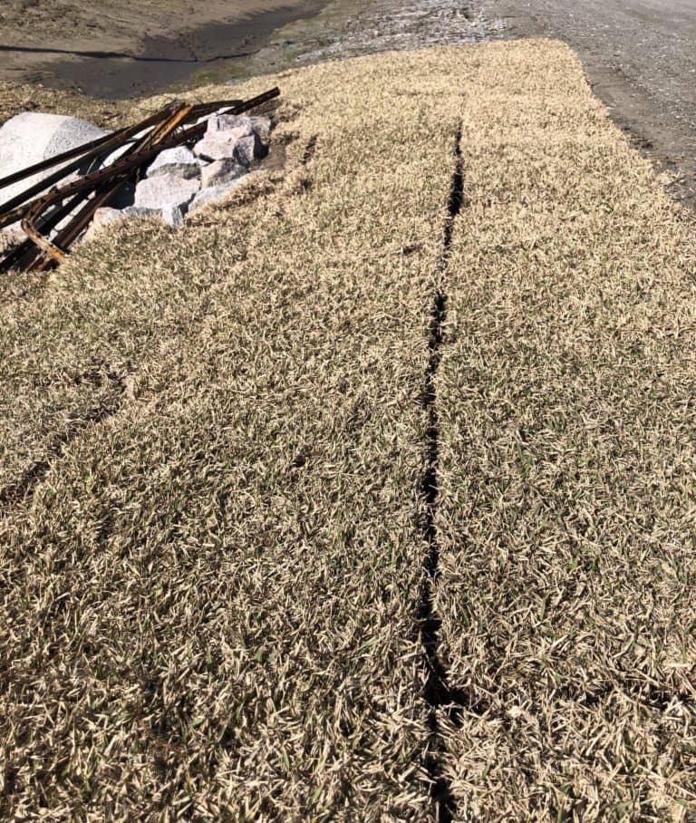 Installed Sod In Winter