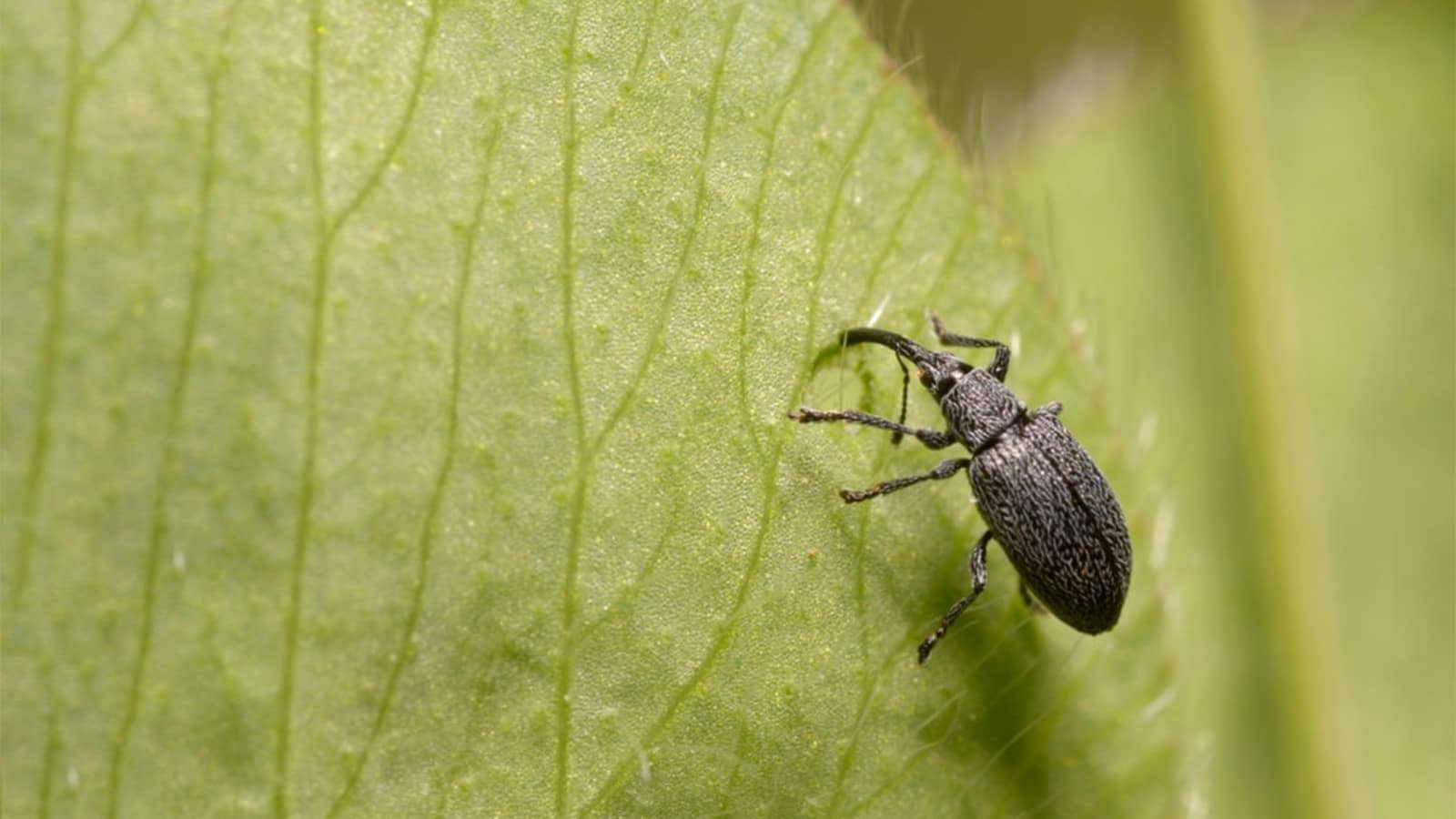 Billbug Close Up