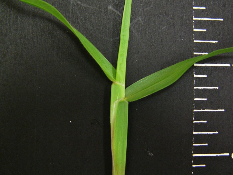 Centipede Grass Traits Characteristics Close Up