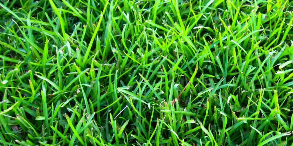 Santee Centipede Grass Close Up Top View