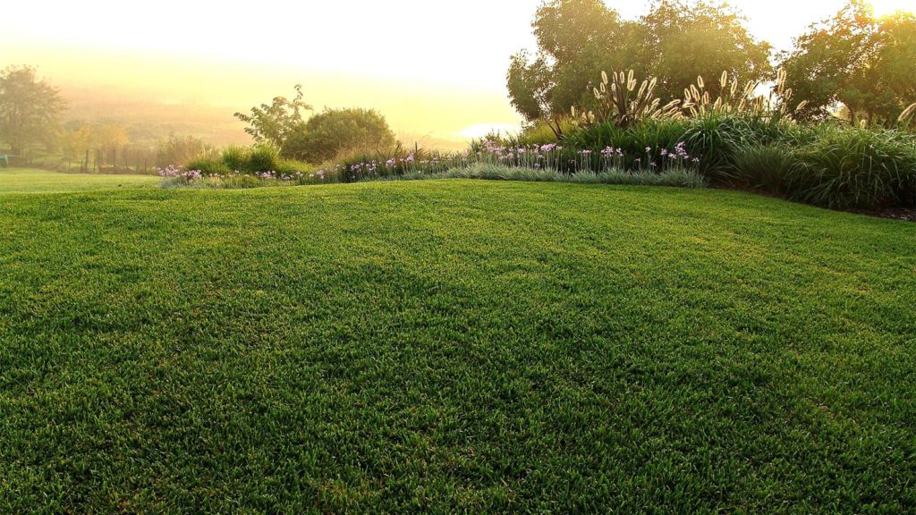 The Best Southern California Sod