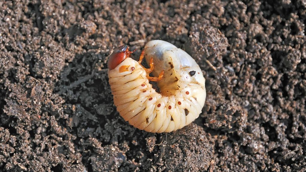 Grub Worm Insect On Dirt Close Up