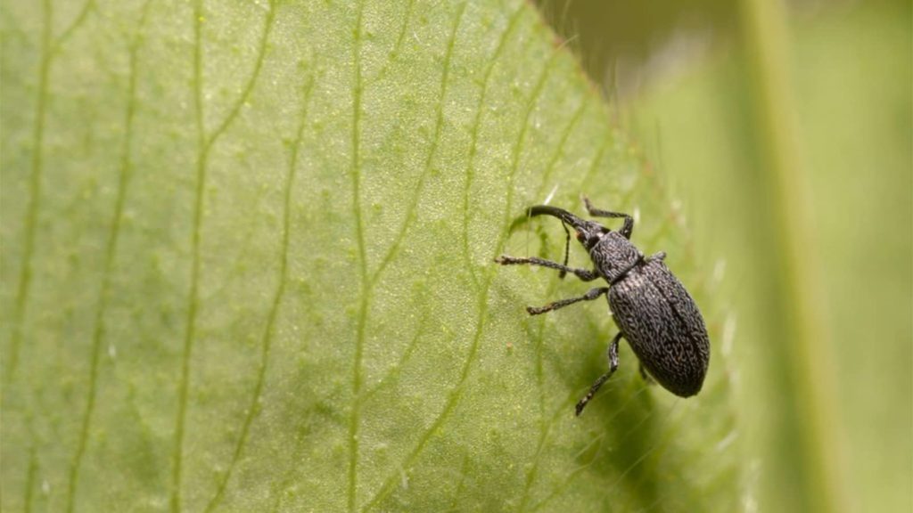 Billbug Close Up