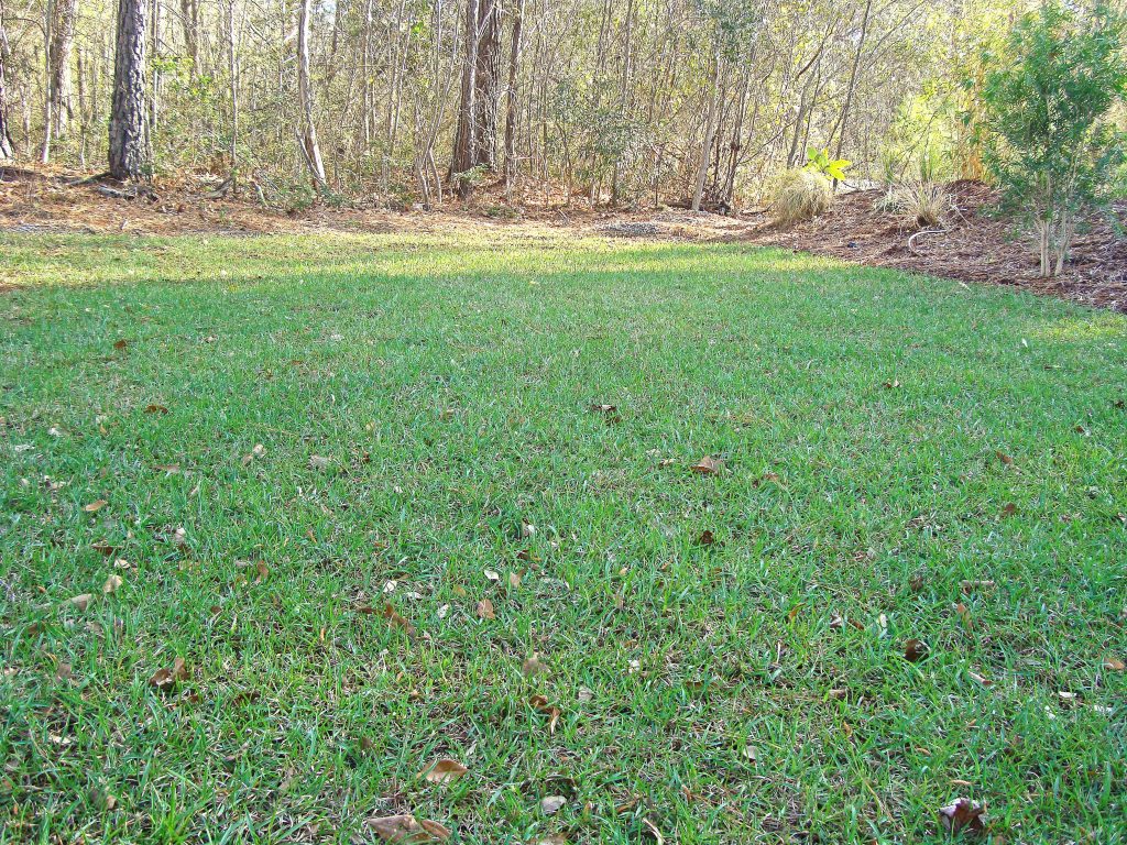 Santee Centipede Grass