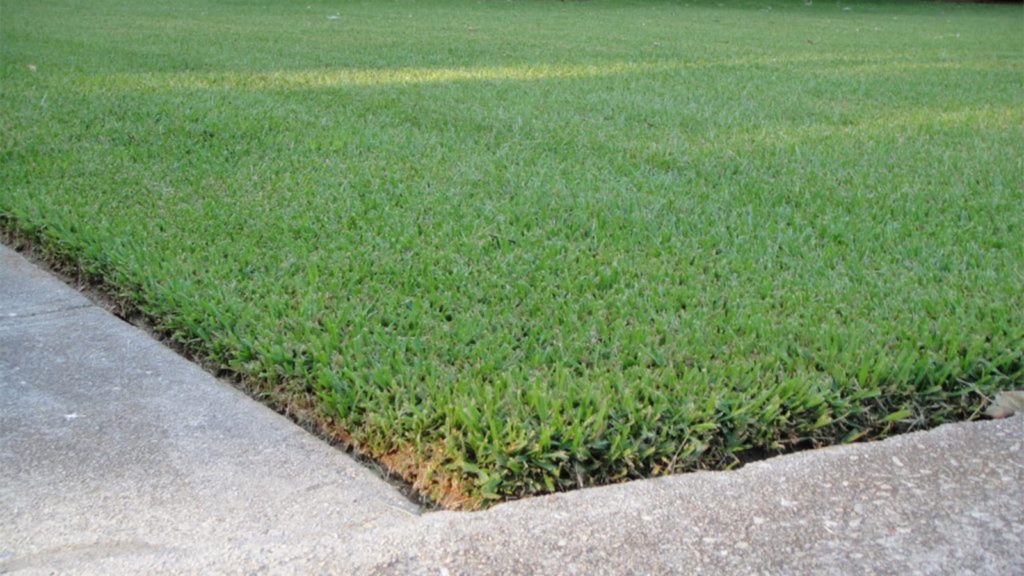 Palmetto St Augustine Grass Edge Of Lawn Sidewalk