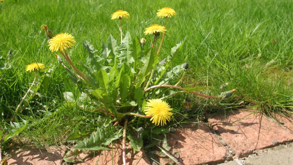 Yellow Dandelion Weed In Grass