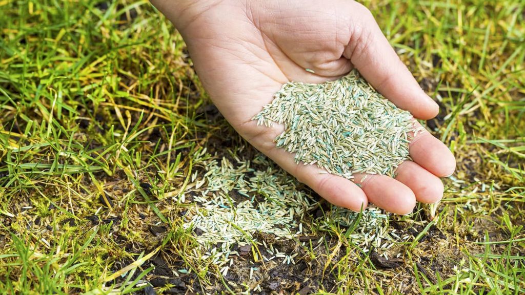 Plant Grass Seed In Bare Spots Or Damaged Spots