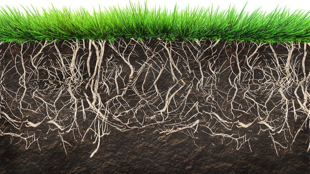 Grass Soil And Roots