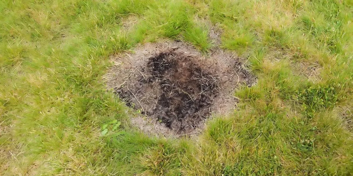 Bare spots versus full lawn renovation