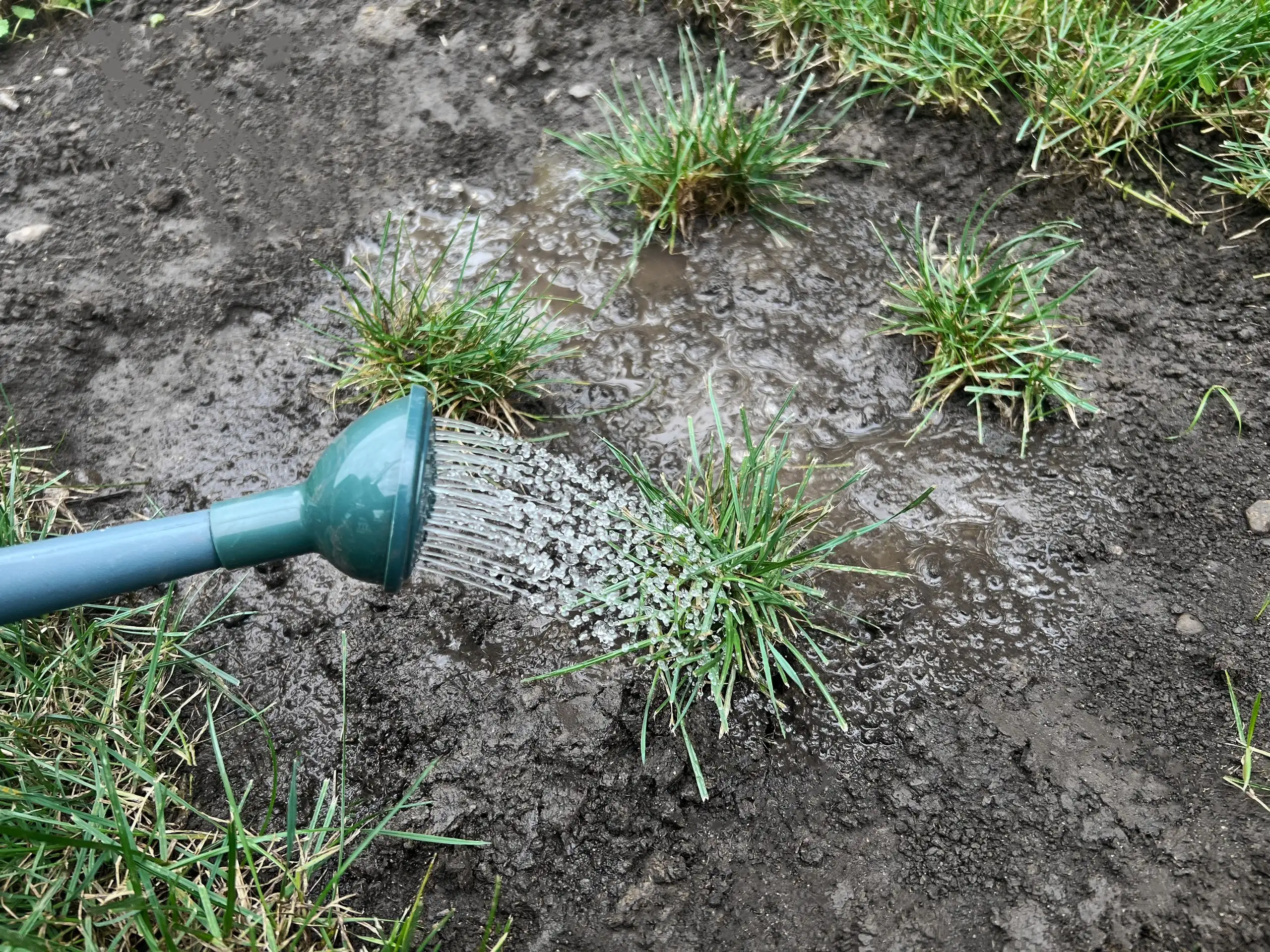 Watering newly planted grass plugs