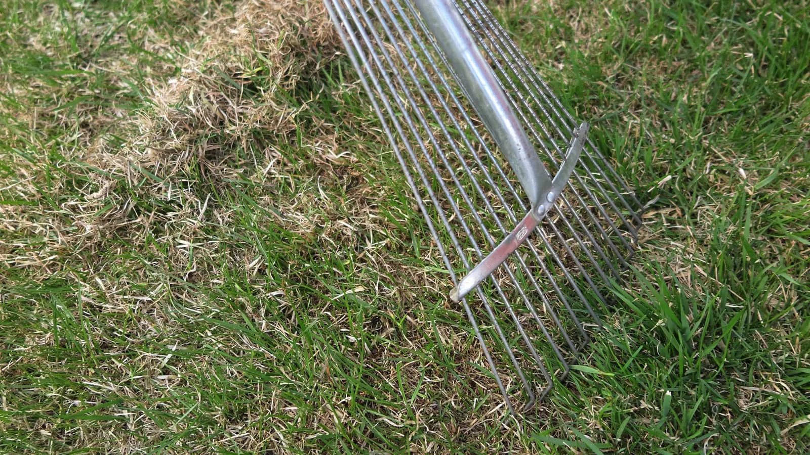 Removing thatch with a rake