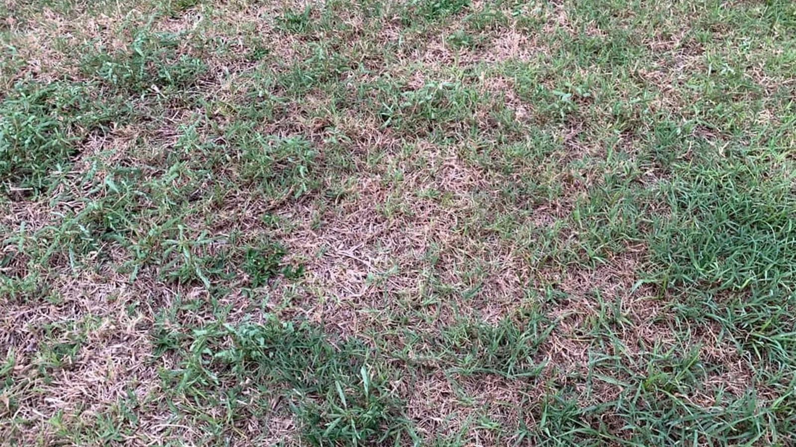 Bare spots and brown spots in a lawn