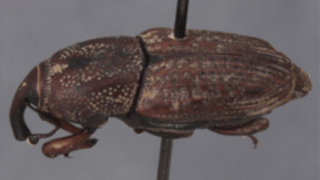 Hunting Billbug Close Up On Pole