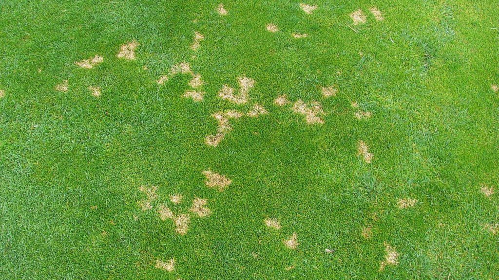 Dollar Spot Disease In Grass