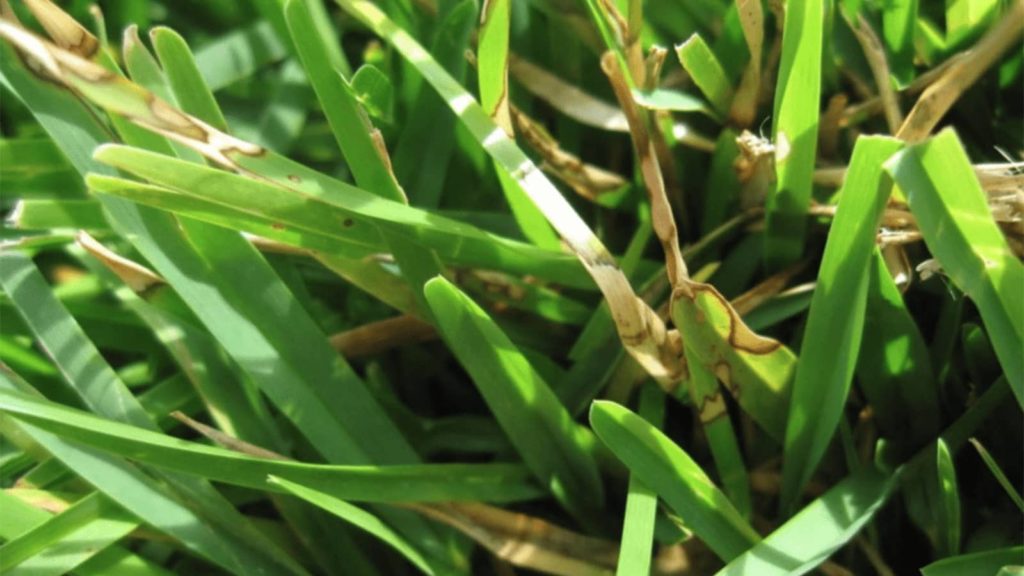 Grey Leaf Spot Fungus Close Up
