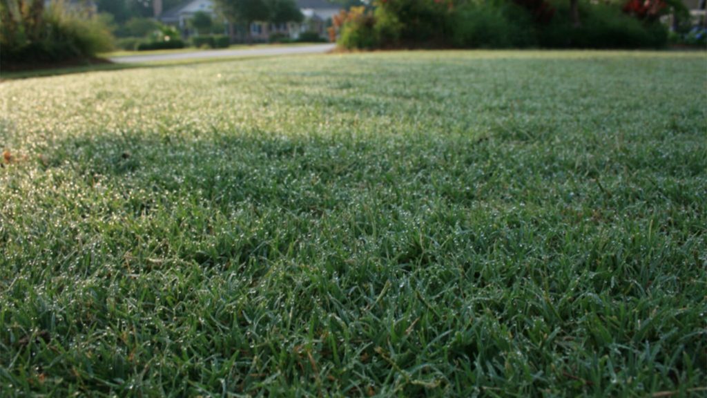 Celebration Bermuda Grass Gulf Coast