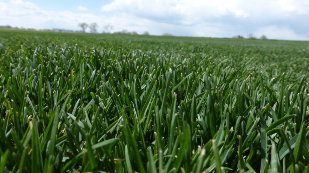Bluegrass Lawn Close Up