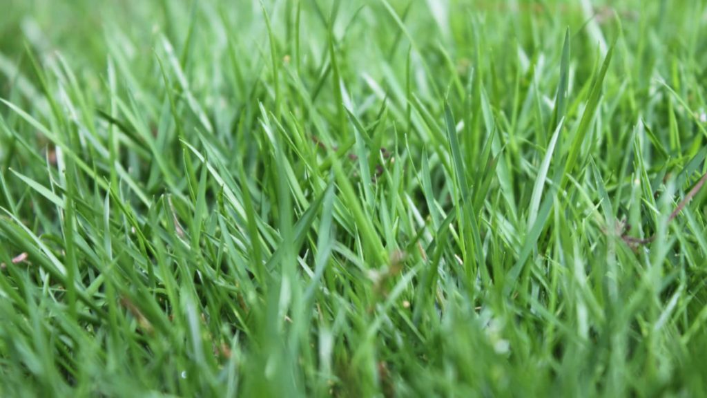 Close Up Angle Of Innovation Zoysia Grass