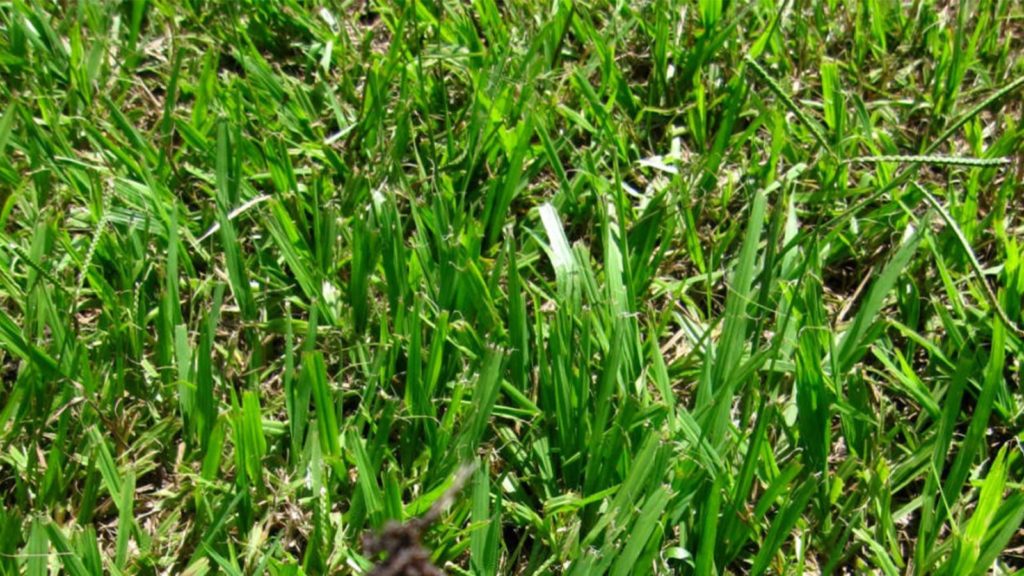 Bahia Grass Top View