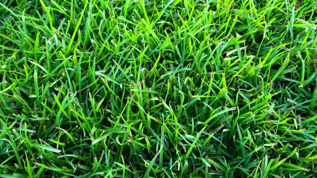 Santee Centipede Grass Close Up Top View