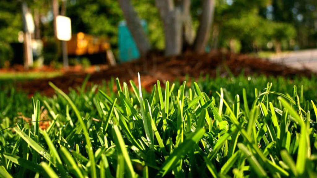 Palmetto St Augustine Grass Close Up Blades