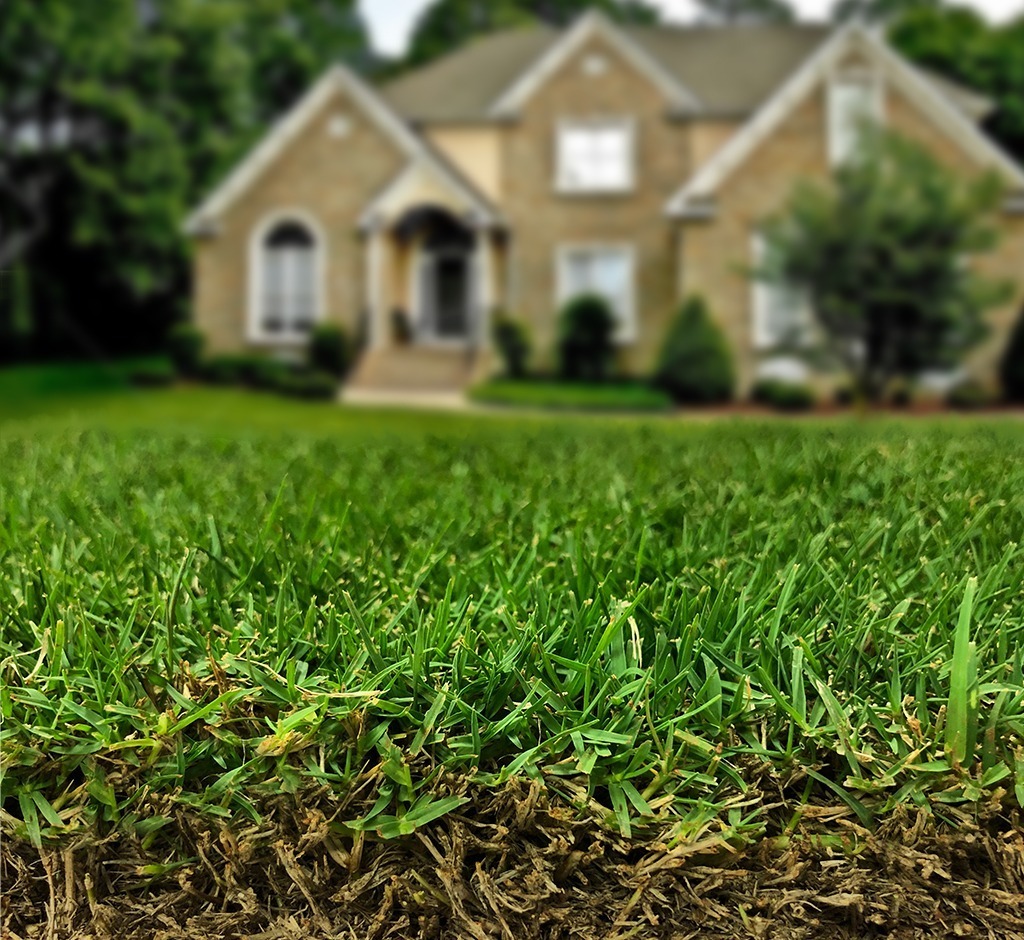 TifTuf bermuda grass home lawn