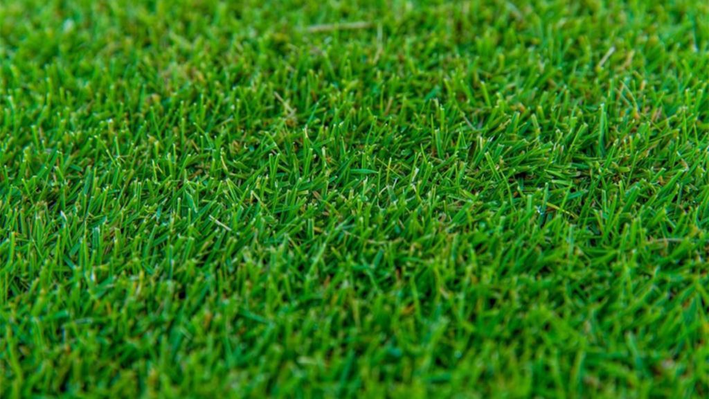 Tiftuf Bermuda Grass Gulf Coast