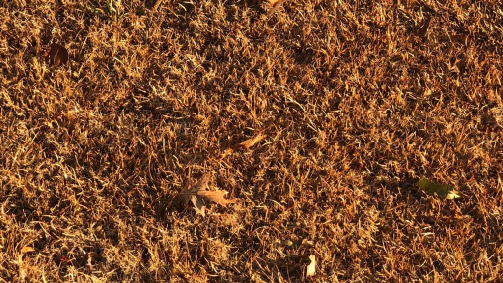 Fall Dormant Centipede Grass