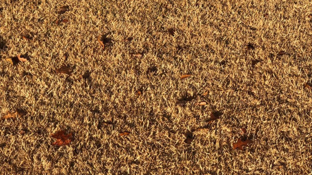 Fall Dormant Empire Zoysia Grass