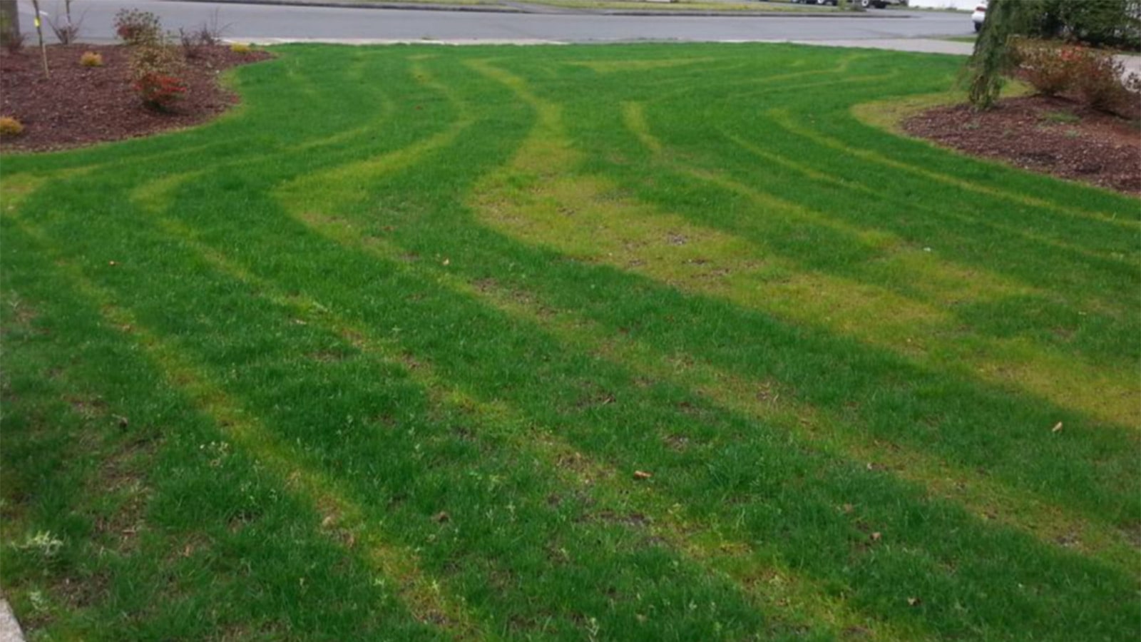 Fertilizing Errors In Lawn Grass Stripes