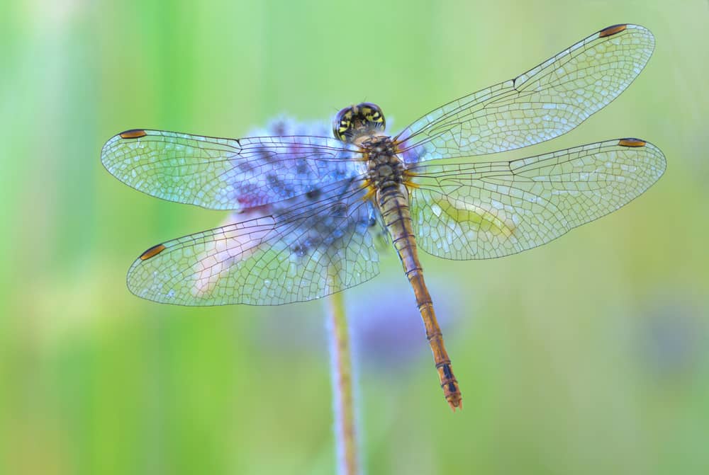 Dragonfly
