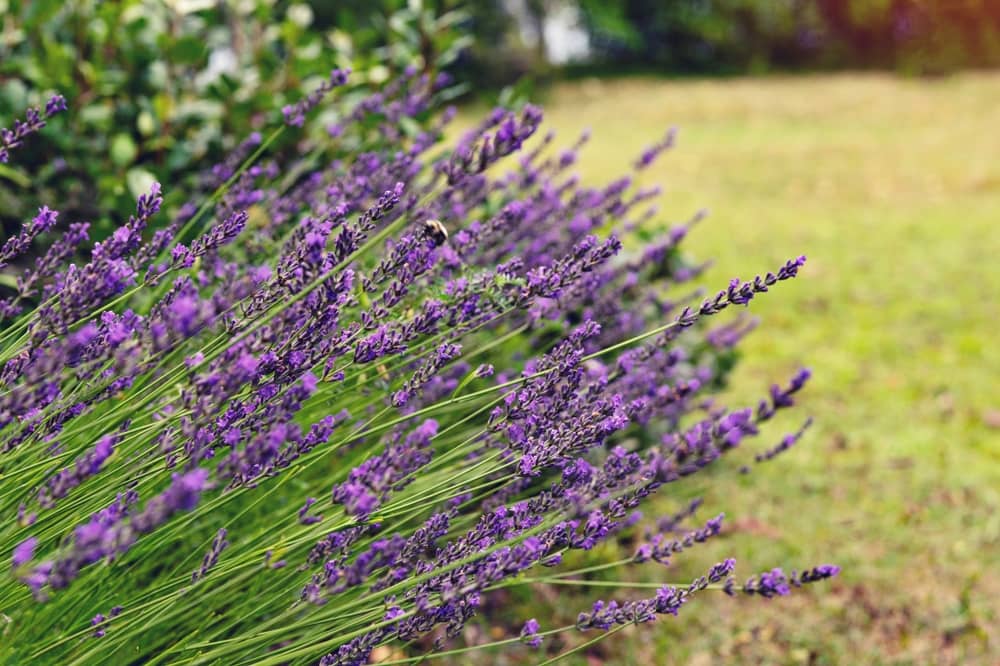 Lavendar