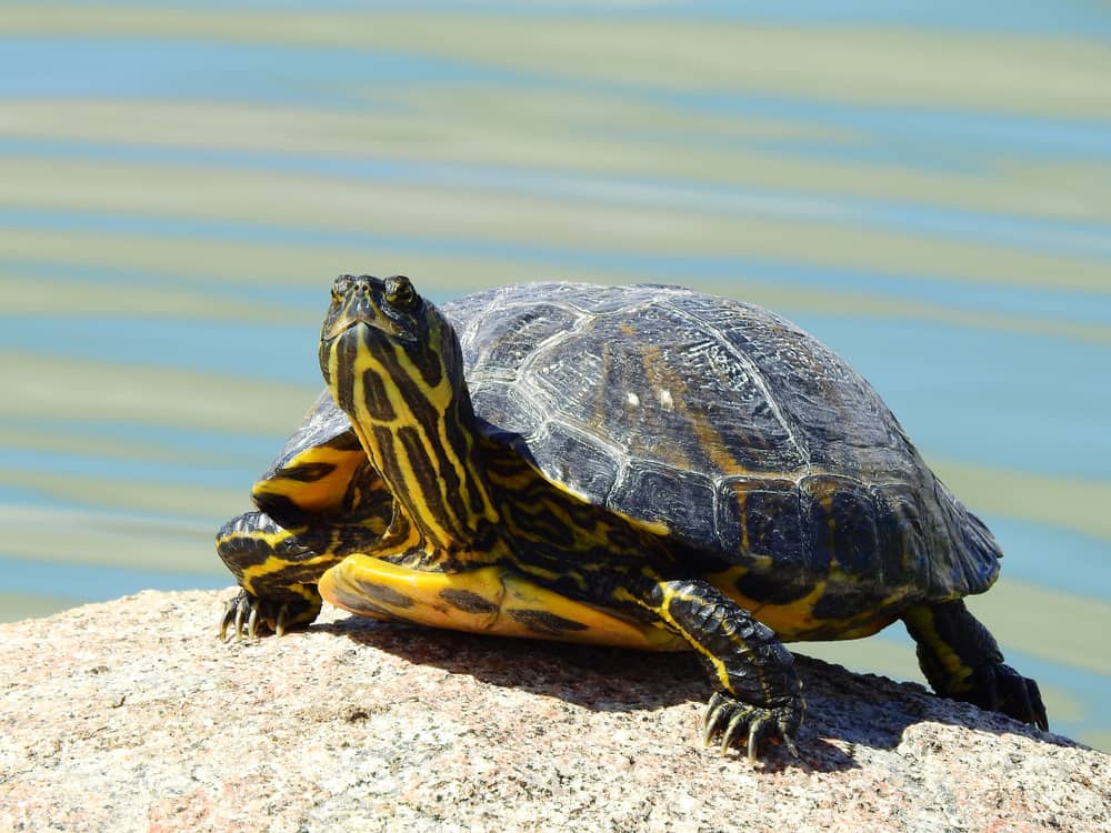 Turtle