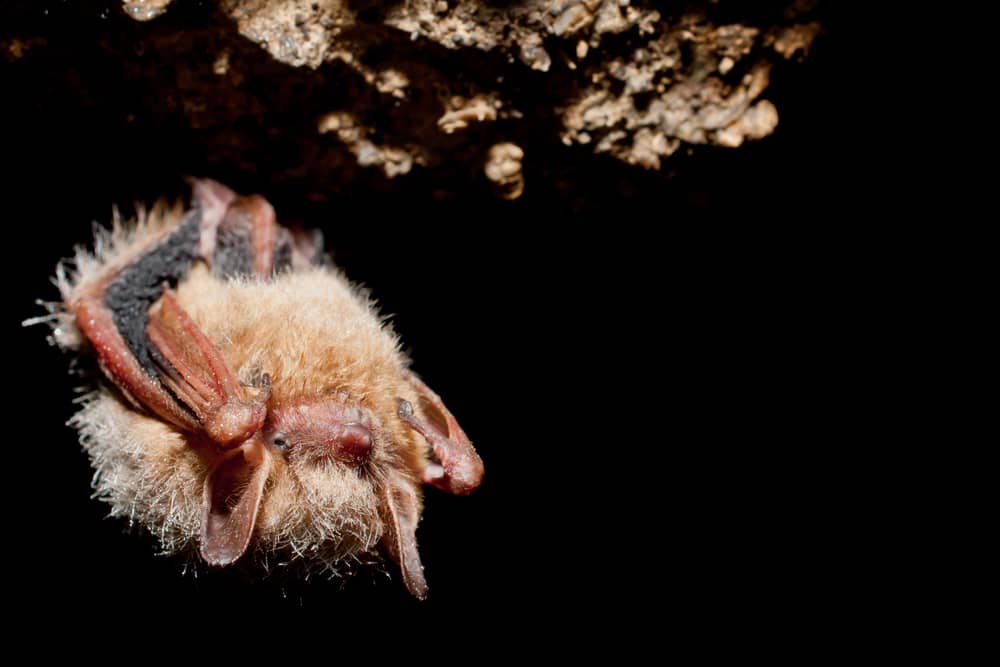 Bat