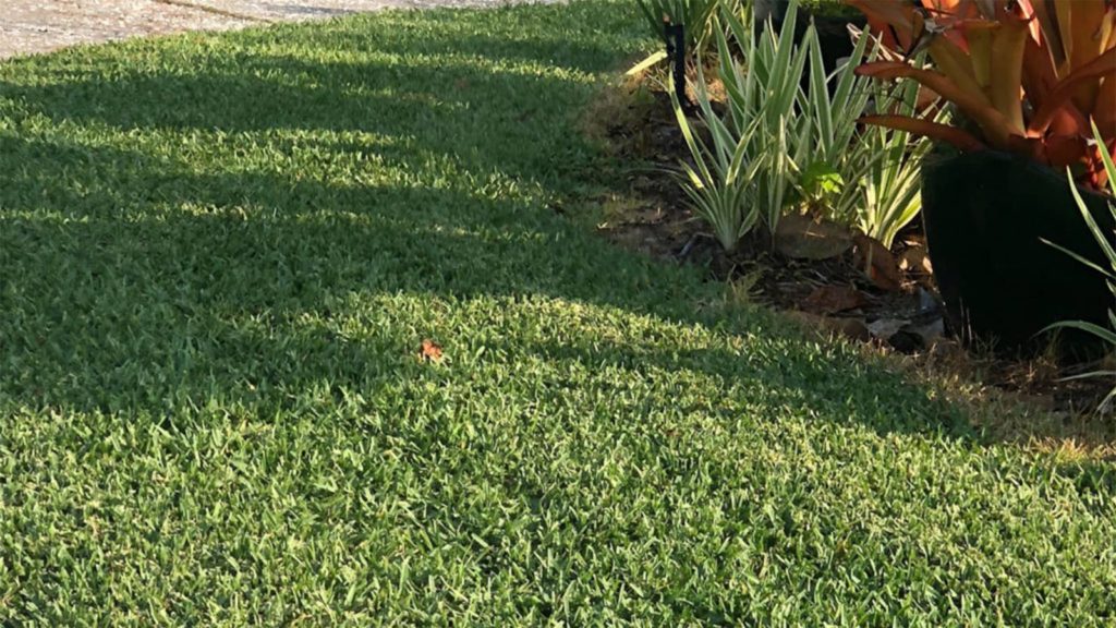 citrablue st augustine grass