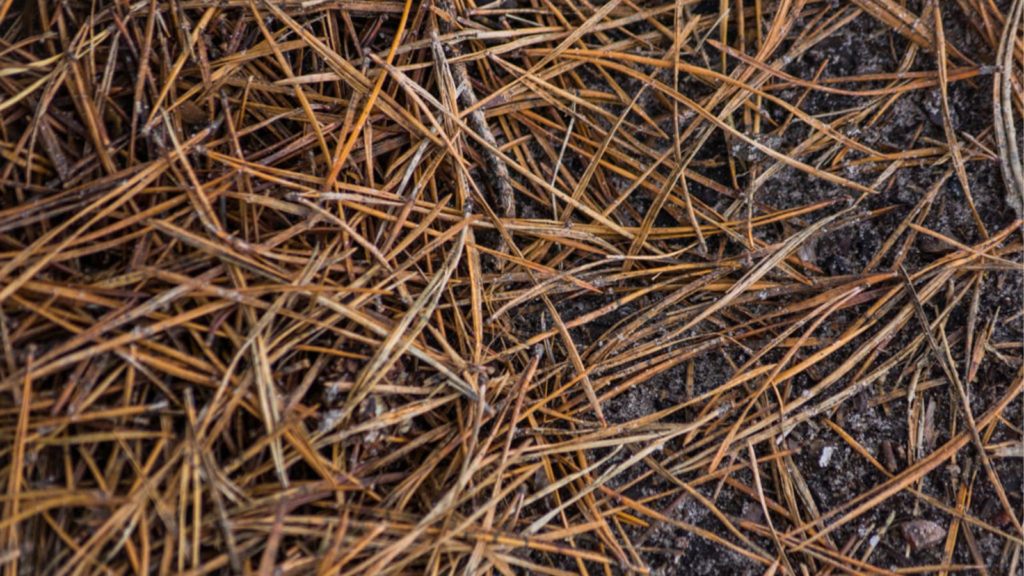 Close Up Of Pine Straw