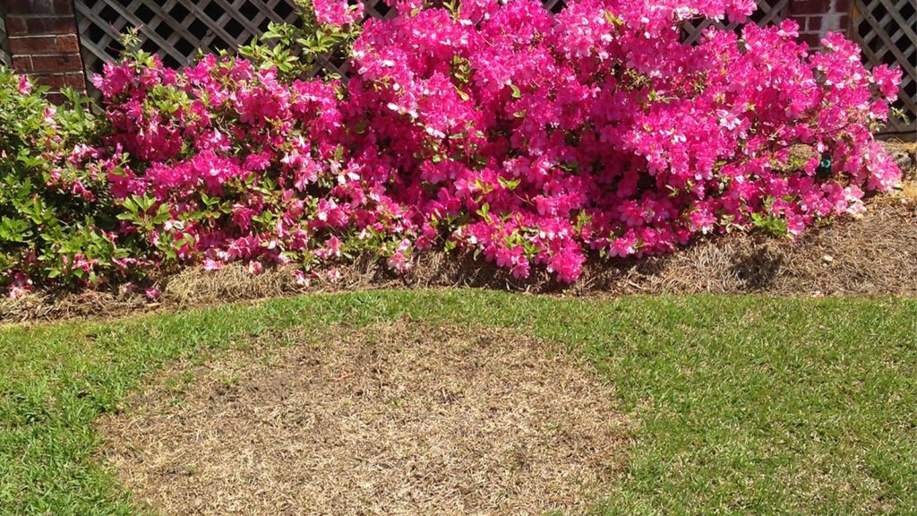 Dead Spot In Lawn Pink Flowers Spring
