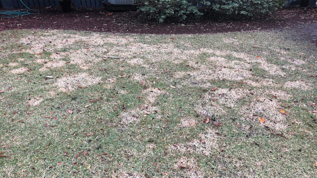 Late Fall Fungus Taking Over Lawn