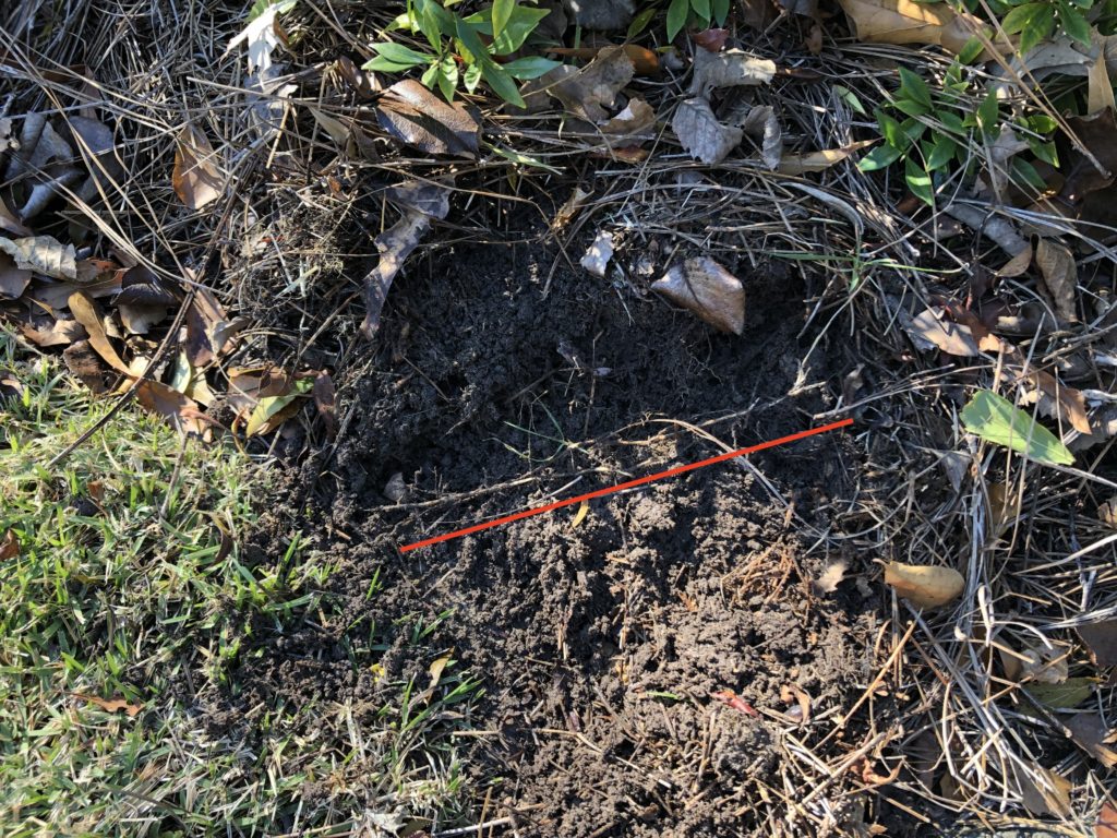 Rhizome Close Up